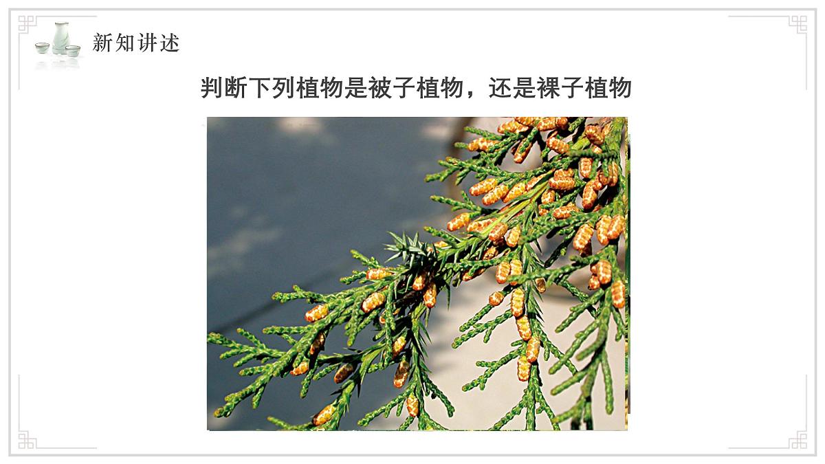 苏教版生物（2024）七年级上册 2.3.2 种子植物 课件 (2)第6页