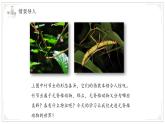 蘇教版生物（2024）七年級上冊 2.4.1 無脊椎動(dòng)物 課件 (2)