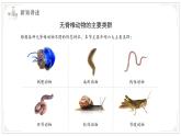 蘇教版生物（2024）七年級上冊 2.4.1 無脊椎動(dòng)物 課件 (2)