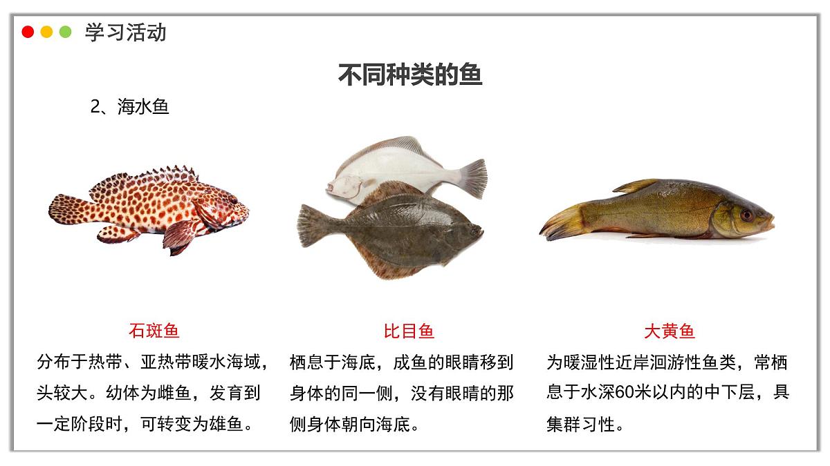 苏教版生物（2024）七年级上册 2.4.2 脊椎动物 课件第7页