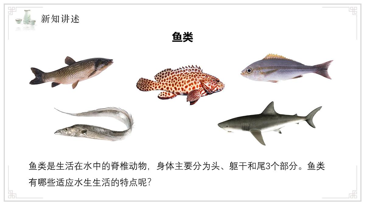 苏教版生物（2024）七年级上册 2.4.2 脊椎动物 课件第8页