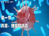 蘇教版生物（2024）七年級(jí)上冊(cè) 2.5.1 真菌、細(xì)菌和病毒  課件