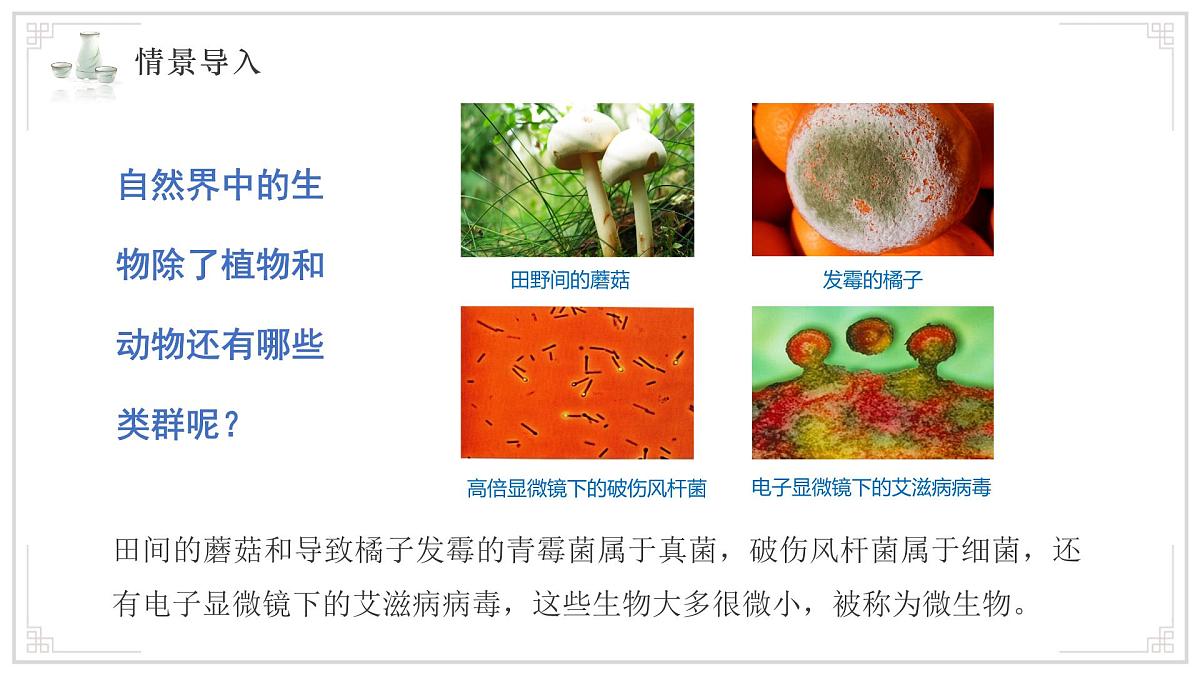苏教版生物（2024）七年级上册 2.5.1 真菌、细菌和病毒 课件第3页