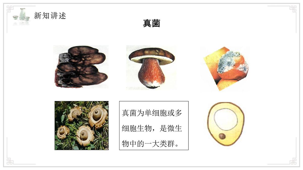 苏教版生物（2024）七年级上册 2.5.1 真菌、细菌和病毒 课件第4页