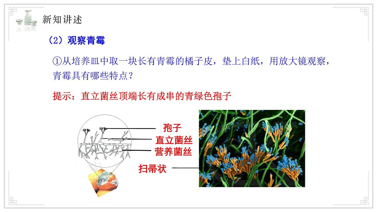 苏教版生物（2024）七年级上册 2.5.1 真菌、细菌和病毒 课件第7页