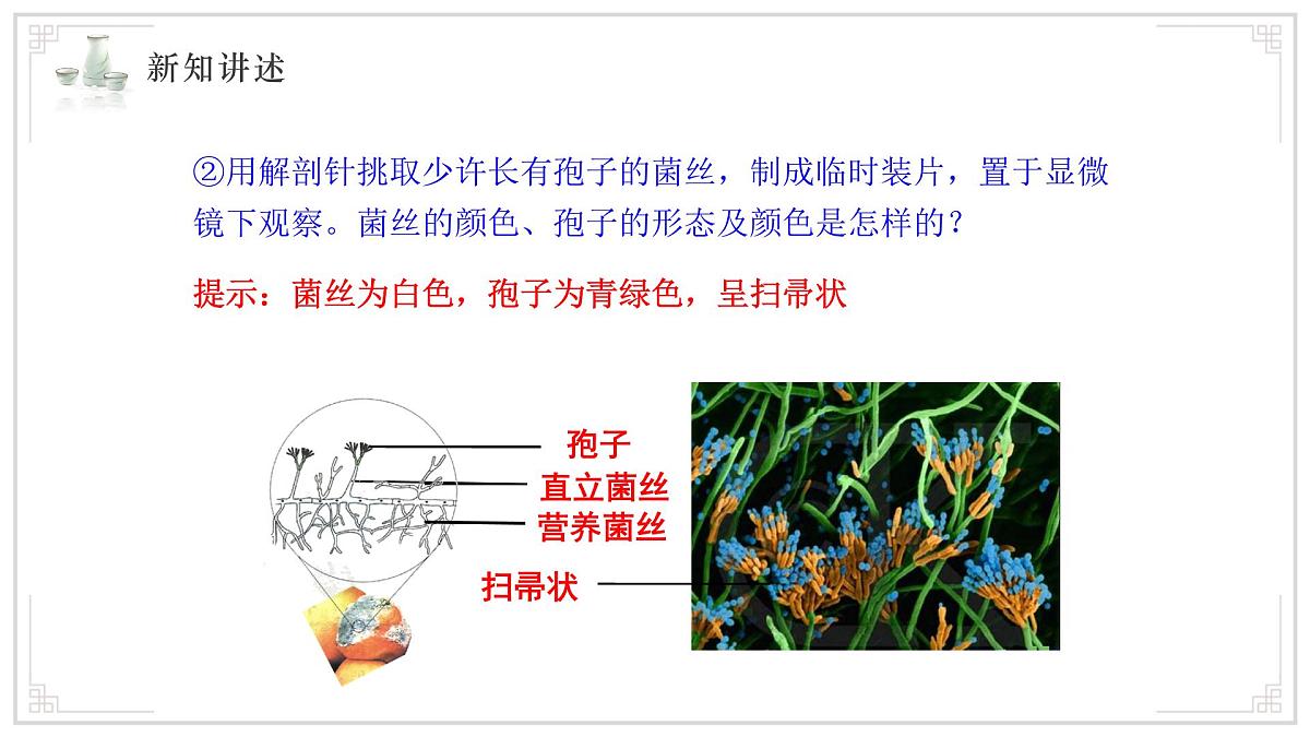 苏教版生物（2024）七年级上册 2.5.1 真菌、细菌和病毒 课件第8页