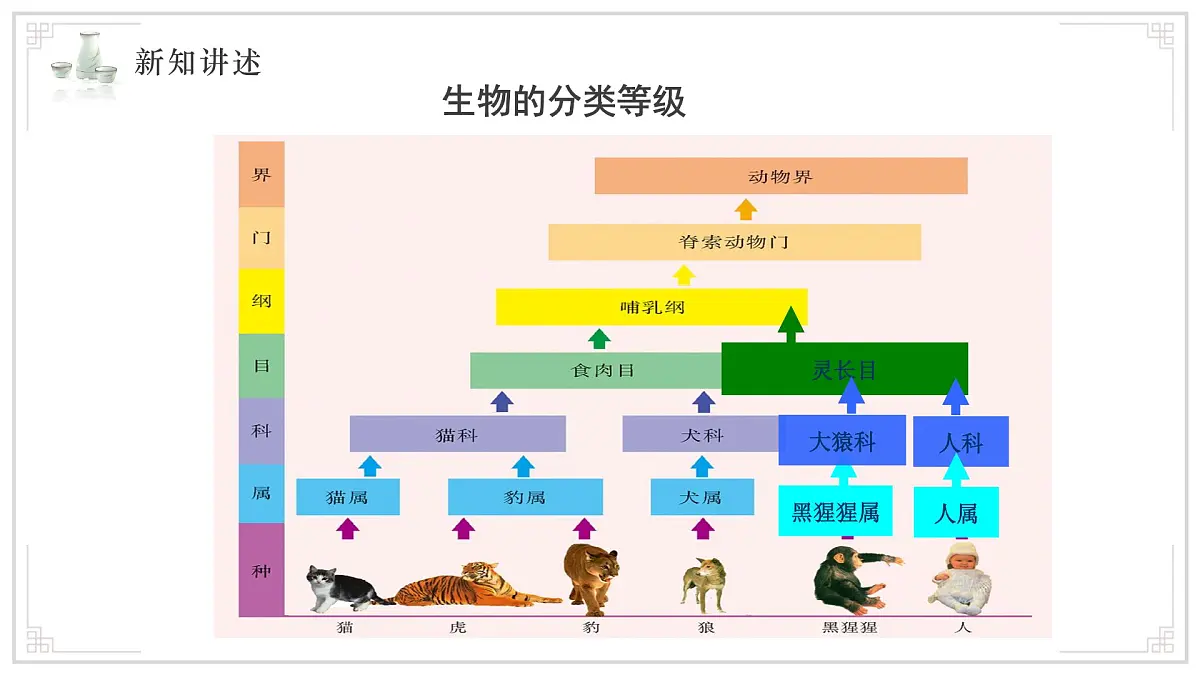 苏教版生物（2024）七年级上册 2.6.1 生物的分类 课件第8页