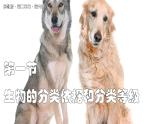 蘇教版生物（2024）七年級(jí)上冊(cè) 2.6.1 生物的分類依據(jù)和分類等級(jí) 課件