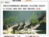 蘇教版生物（2024）七年級(jí)上冊(cè) 2.6.1 生物的分類依據(jù)和分類等級(jí) 課件