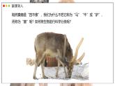 蘇教版生物（2024）七年級(jí)上冊(cè) 2.6.1 生物的分類依據(jù)和分類等級(jí) 課件