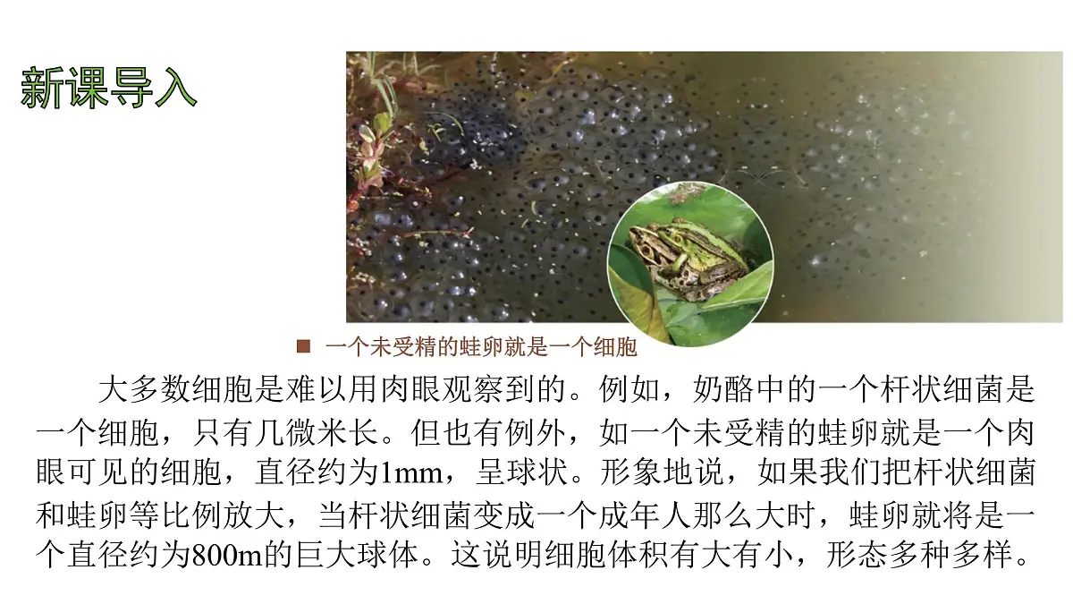 苏教版（2024）生物七年级上册 1.1.2 动物细胞的结构与功能 （课件）第3页