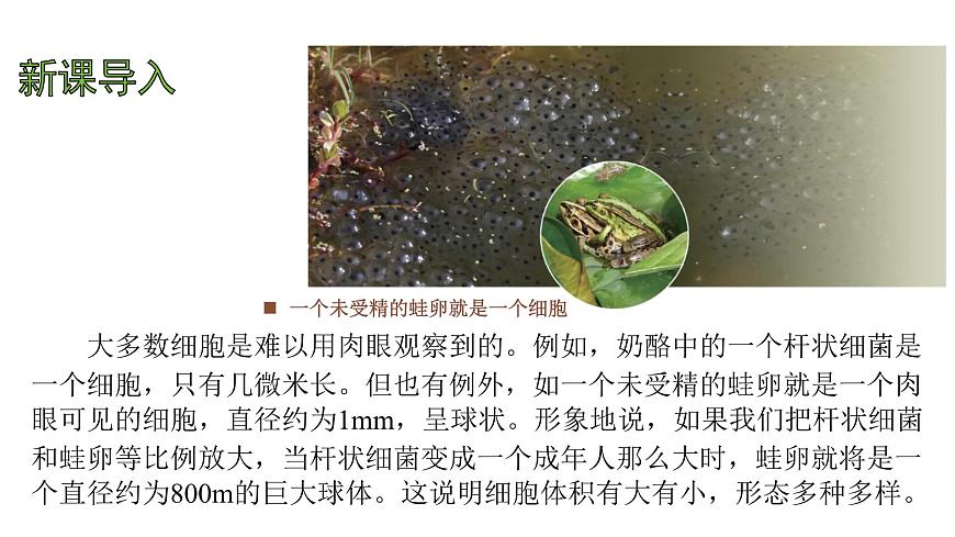 苏教版（2024）生物七年级上册 1.1.2 动物细胞的结构与功能 （课件）第3页