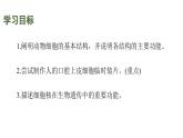蘇教版（2024）生物七年級上冊 1.1.2 動物細(xì)胞的結(jié)構(gòu)與功能 （課件）