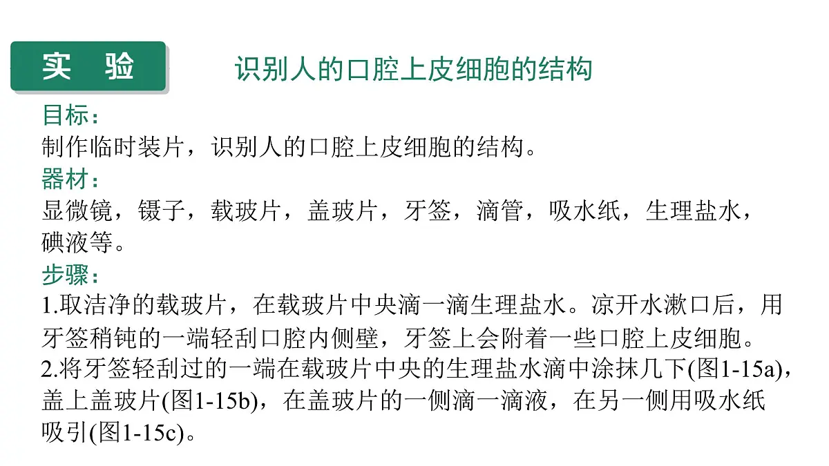 苏教版（2024）生物七年级上册 1.1.2 动物细胞的结构与功能 （课件）第6页