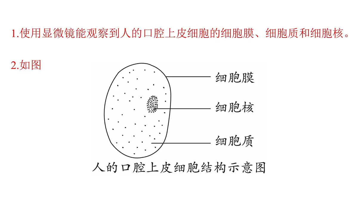 苏教版（2024）生物七年级上册 1.1.2 动物细胞的结构与功能 （课件）第8页