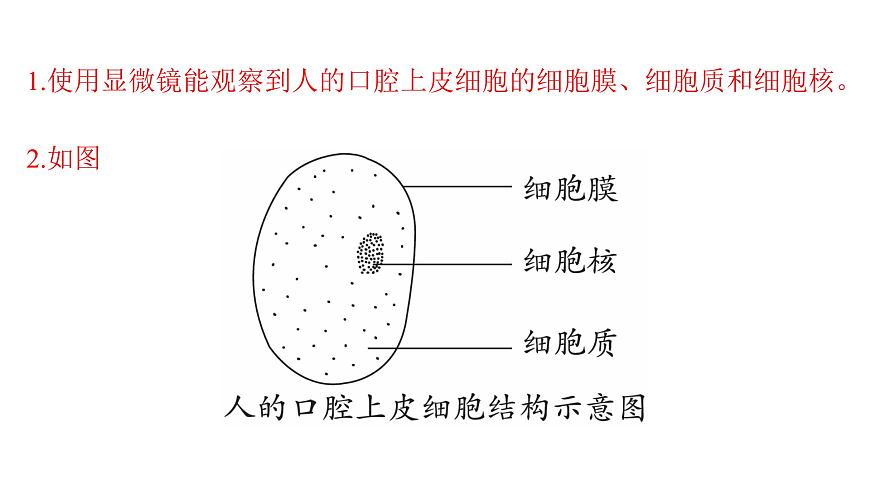苏教版（2024）生物七年级上册 1.1.2 动物细胞的结构与功能 （课件）第8页