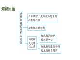 蘇教版（2024）生物七年級上冊 1.1.3 植物細(xì)胞的結(jié)構(gòu)與功能 （課件）