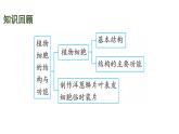 蘇教版（2024）生物七年級(jí)上冊(cè) 1.2.1 細(xì)胞的分裂和分化 （課件）
