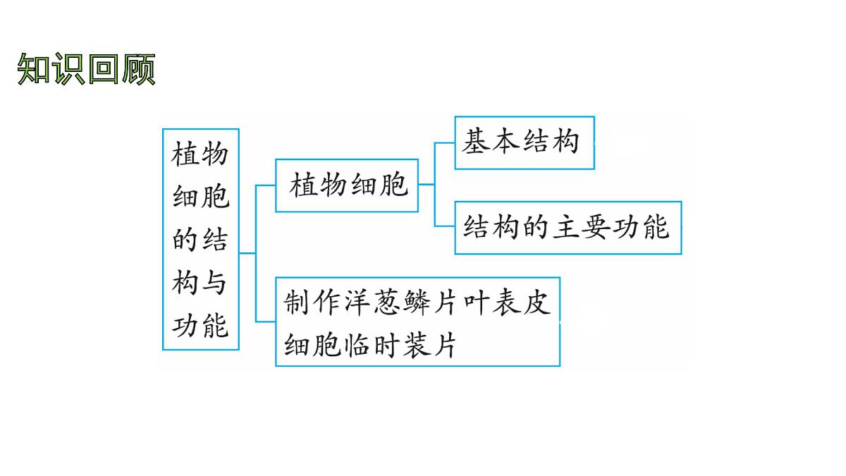 苏教版（2024）生物七年级上册 1.2.1 细胞的分裂和分化 （课件）第2页