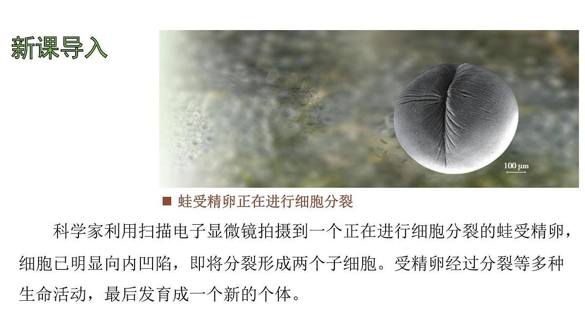 苏教版（2024）生物七年级上册 1.2.1 细胞的分裂和分化 （课件）第3页