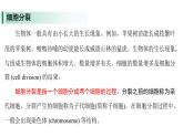 蘇教版（2024）生物七年級(jí)上冊(cè) 1.2.1 細(xì)胞的分裂和分化 （課件）