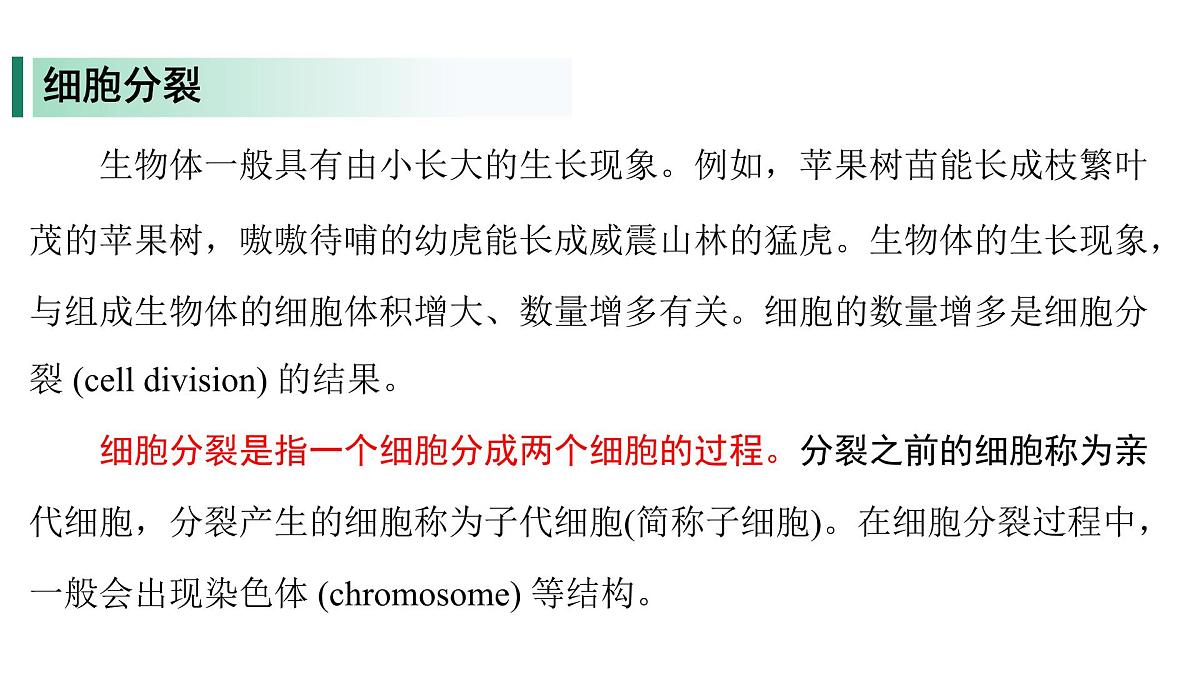 苏教版（2024）生物七年级上册 1.2.1 细胞的分裂和分化 （课件）第5页