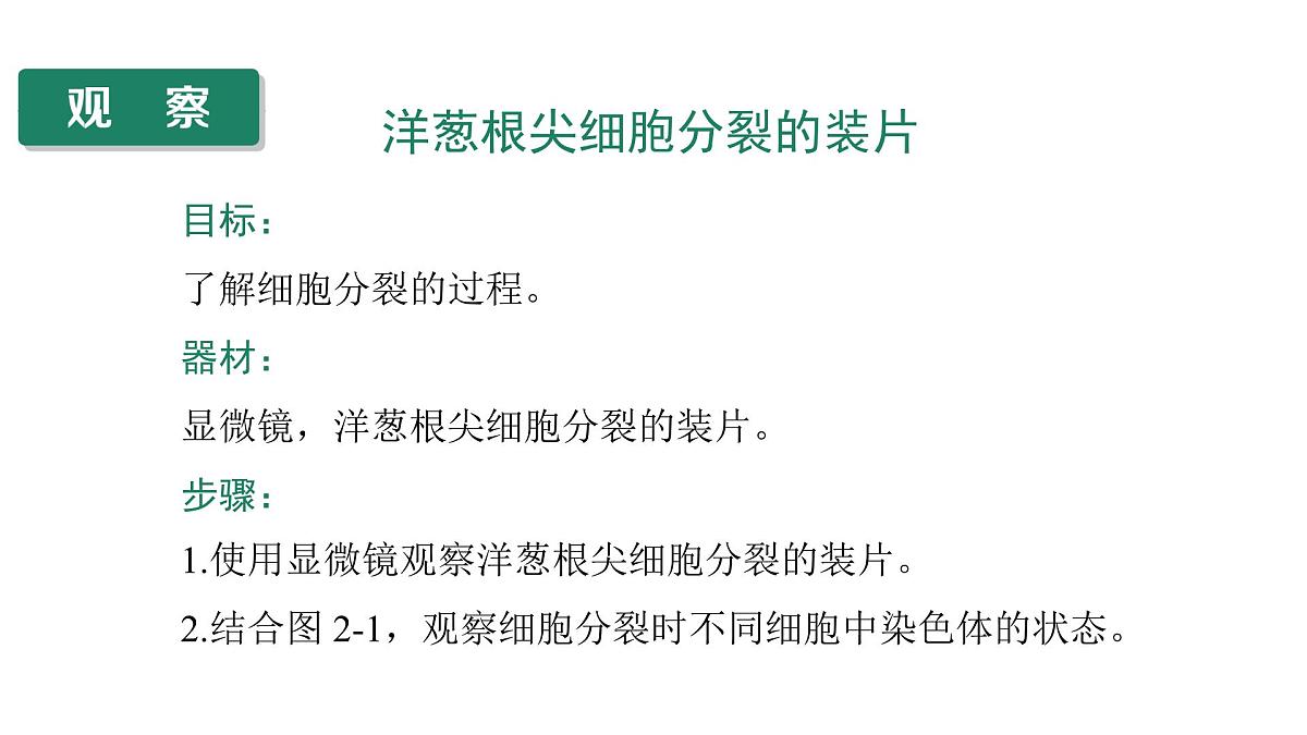 苏教版（2024）生物七年级上册 1.2.1 细胞的分裂和分化 （课件）第6页