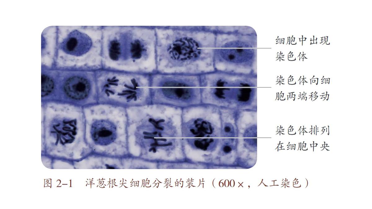苏教版（2024）生物七年级上册 1.2.1 细胞的分裂和分化 （课件）第7页