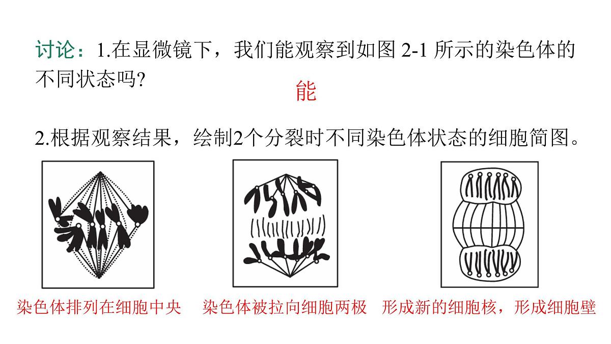 苏教版（2024）生物七年级上册 1.2.1 细胞的分裂和分化 （课件）第8页