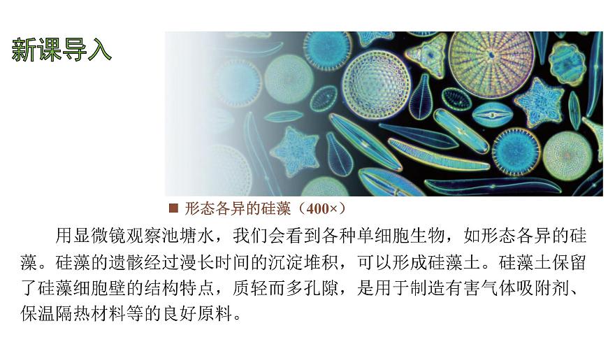 苏教版（2024）生物七年级上册 1.2.2 单细胞生物 （课件）第3页