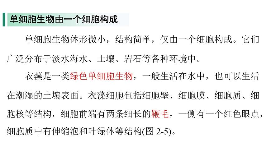 苏教版（2024）生物七年级上册 1.2.2 单细胞生物 （课件）第5页