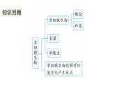 蘇教版（2024）生物七年級(jí)上冊(cè) 1.2.3 多細(xì)胞生物 （課件）