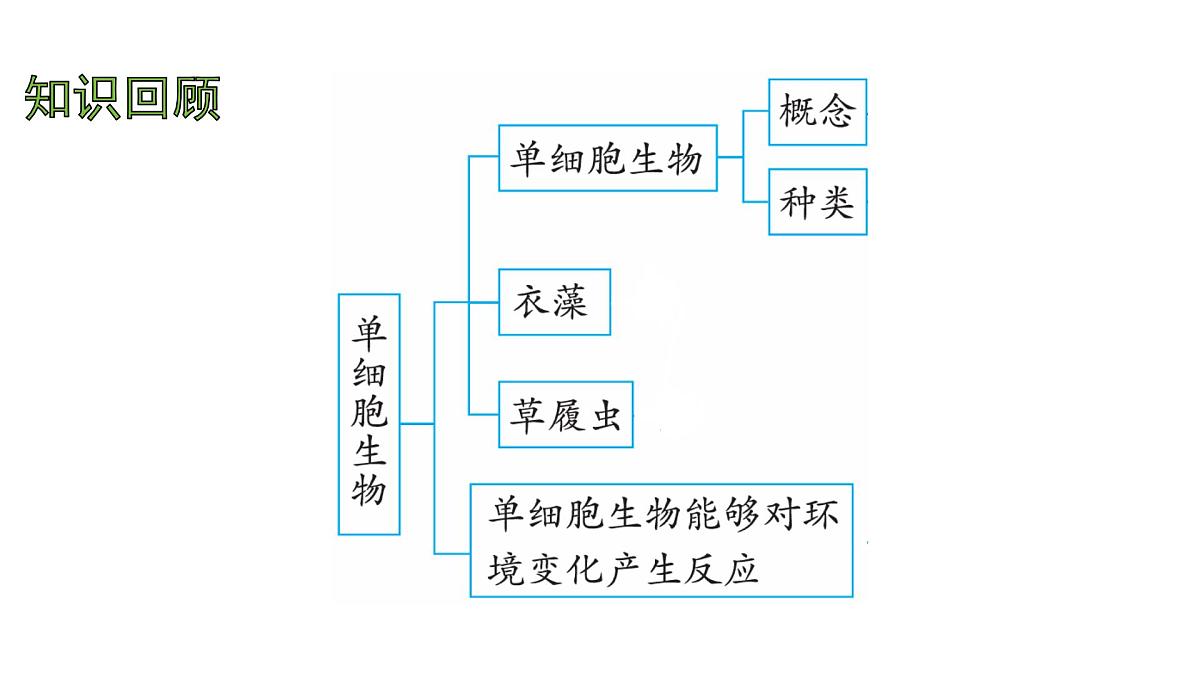 苏教版（2024）生物七年级上册 1.2.3 多细胞生物 （课件）第2页