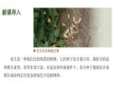 蘇教版（2024）生物七年級(jí)上冊(cè) 1.2.3 多細(xì)胞生物 （課件）