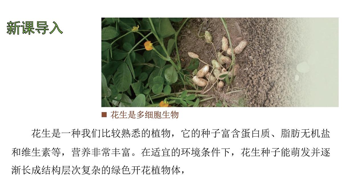 苏教版（2024）生物七年级上册 1.2.3 多细胞生物 （课件）第3页