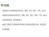 蘇教版（2024）生物七年級(jí)上冊(cè) 1.2.3 多細(xì)胞生物 （課件）