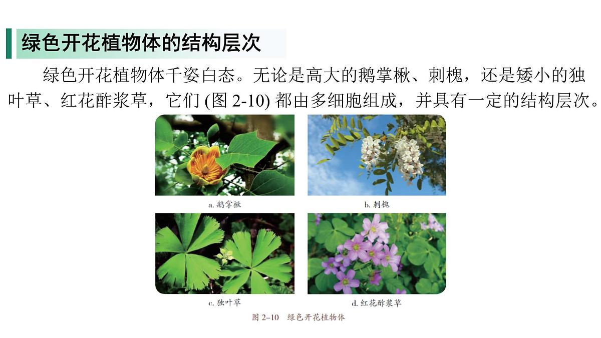 苏教版（2024）生物七年级上册 1.2.3 多细胞生物 （课件）第5页