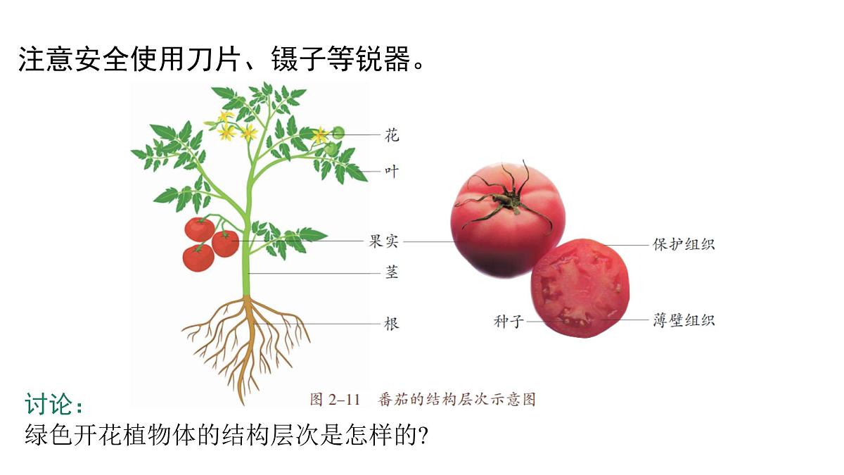 苏教版（2024）生物七年级上册 1.2.3 多细胞生物 （课件）第7页