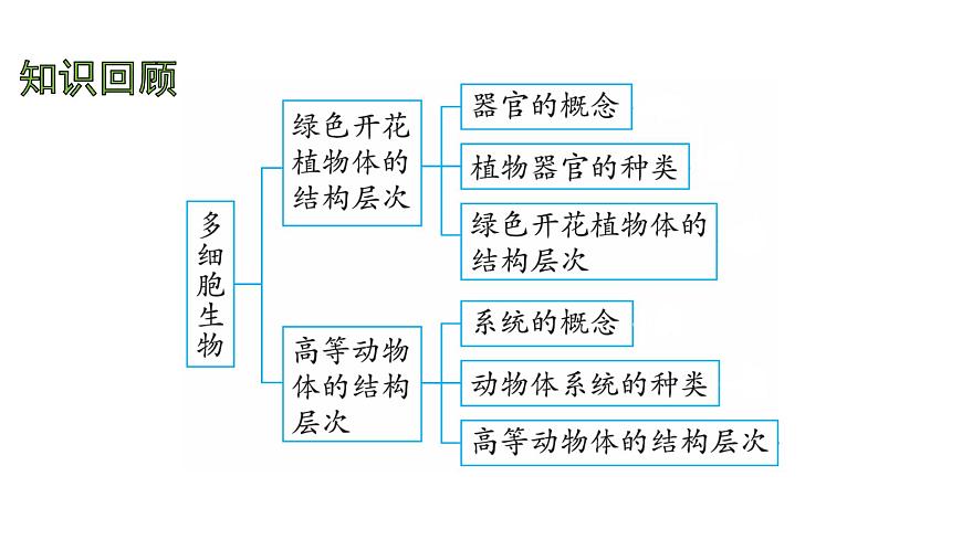 苏教版（2024）生物七年级上册 2.3.1  藻类和苔藓植物、蕨类植物 （课件）第2页