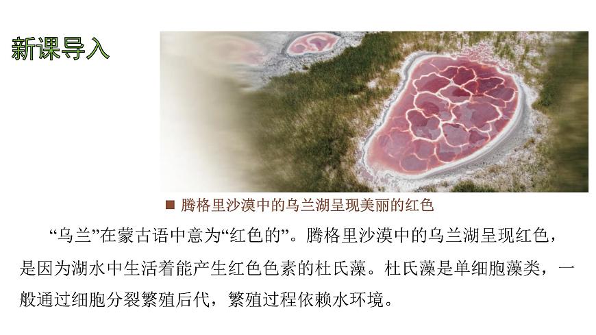 苏教版（2024）生物七年级上册 2.3.1  藻类和苔藓植物、蕨类植物 （课件）第3页