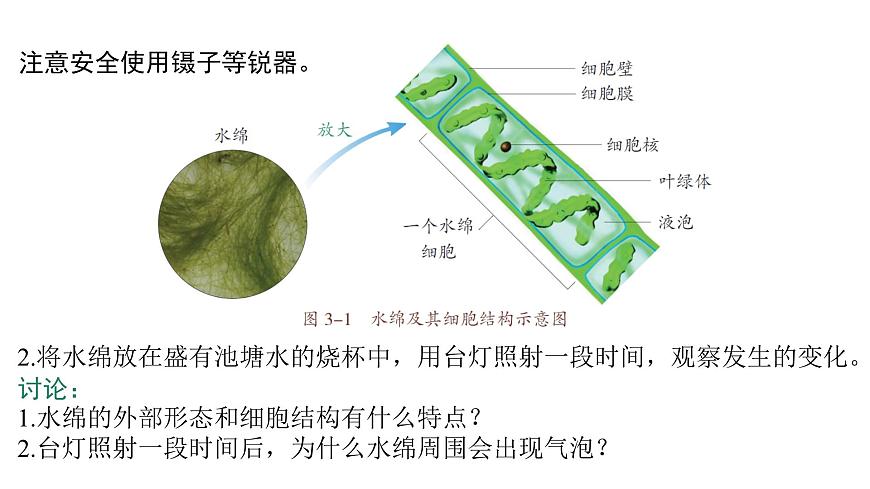苏教版（2024）生物七年级上册 2.3.1  藻类和苔藓植物、蕨类植物 （课件）第7页