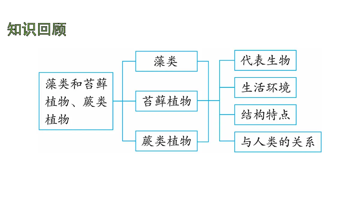 苏教版（2024）生物七年级上册 2.3.2 种子植物 （课件）第2页