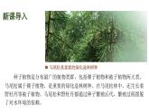 蘇教版（2024）生物七年級上冊 2.3.2 種子植物 （課件）