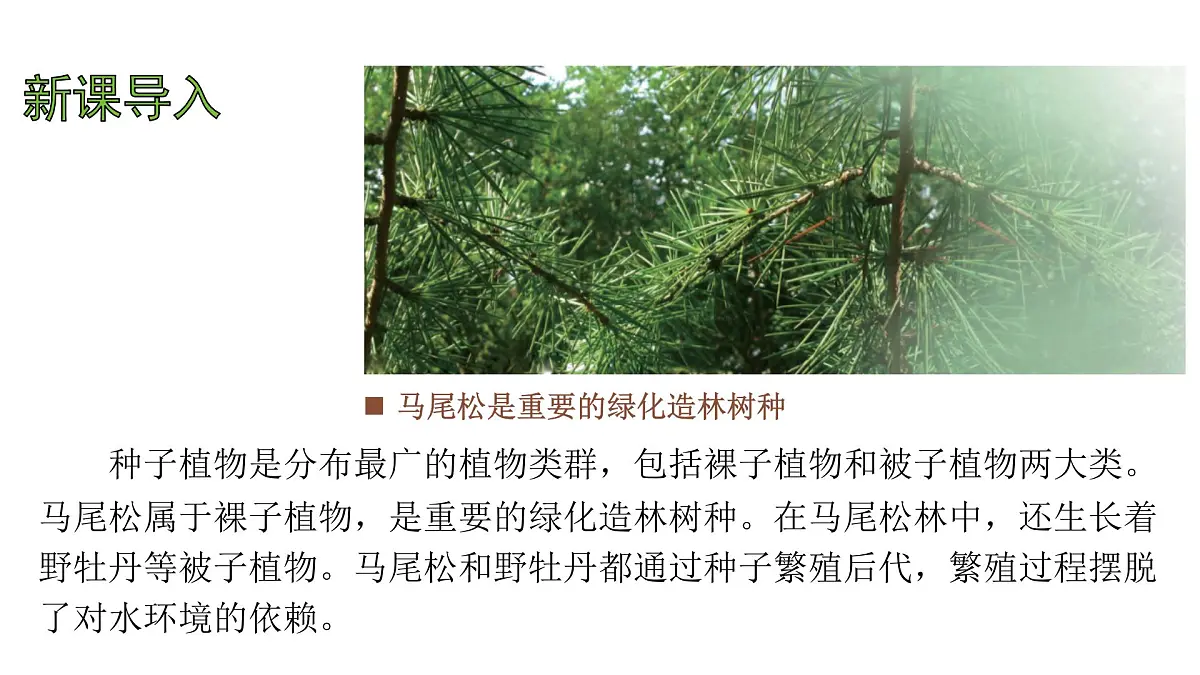 苏教版（2024）生物七年级上册 2.3.2 种子植物 （课件）第3页