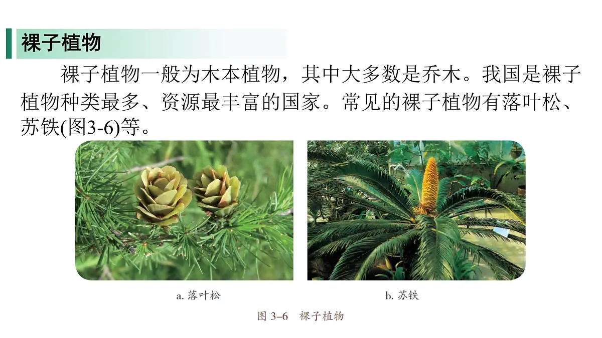 苏教版（2024）生物七年级上册 2.3.2 种子植物 （课件）第5页