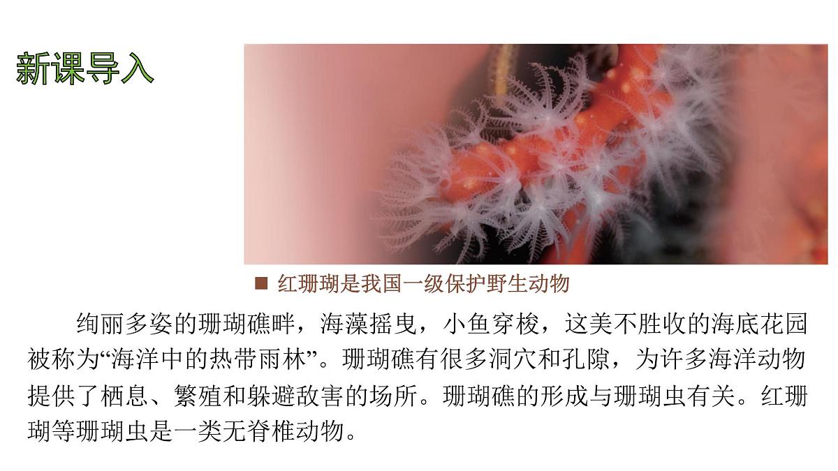苏教版（2024）生物七年级上册 2.4.1 无脊椎动物 （课件）第3页