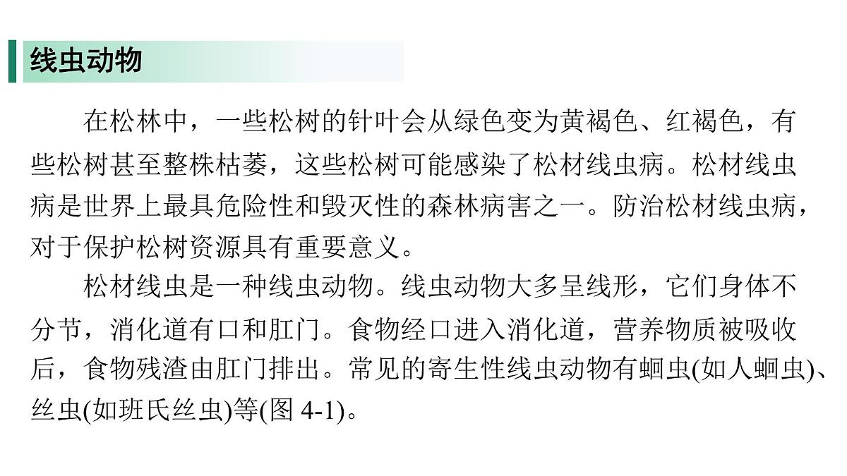 苏教版（2024）生物七年级上册 2.4.1 无脊椎动物 （课件）第5页