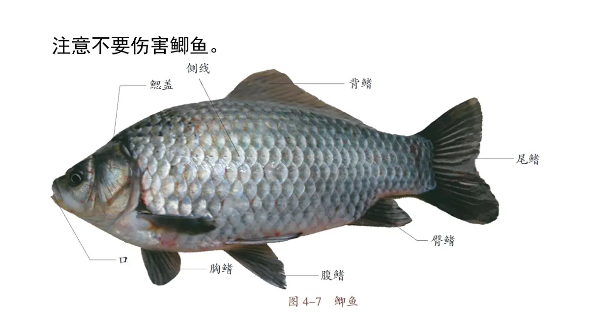 苏教版（2024）生物七年级上册 2.4.2 脊椎动物 （课件）第7页