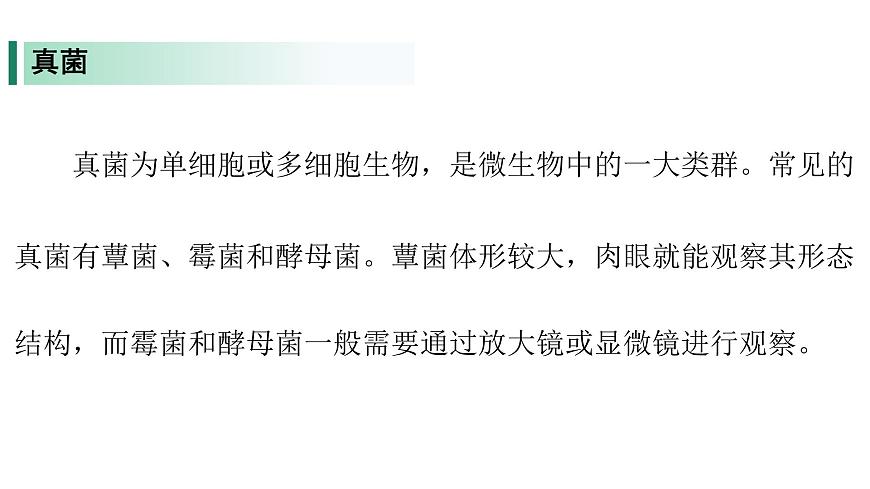 苏教版（2024）生物七年级上册 2.5.1  真菌、细菌和病毒 （课件）第5页