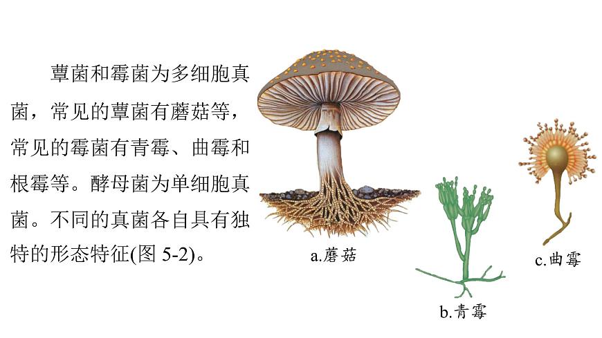 苏教版（2024）生物七年级上册 2.5.1  真菌、细菌和病毒 （课件）第8页